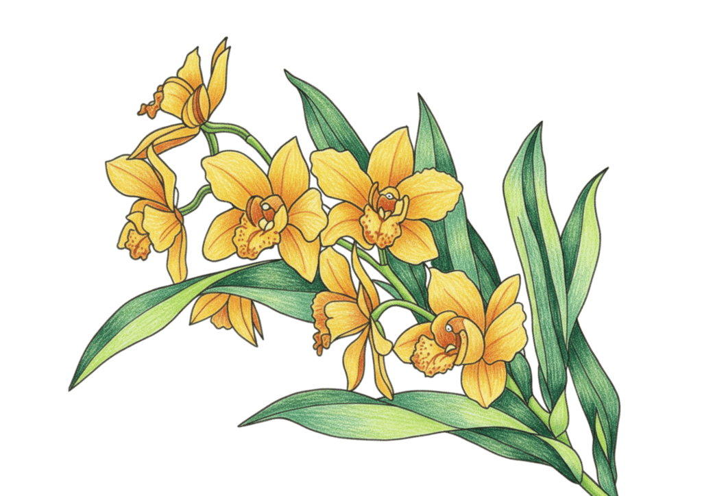 シンビジウムの無料ぬりえイラスト｜高齢者向け｜塗りやすい｜冬の花シリーズ｜ダウンロード