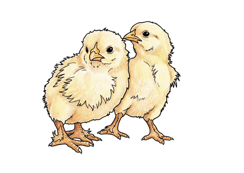 春の鶏のひよこがテーマの無料塗り絵イラスト。高齢者向けに線が太く塗りやすい見本付き素材です。ダウンロード対応。