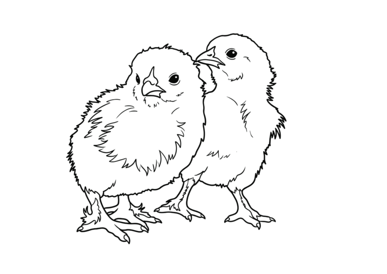 Chick coloring page - black and white, free download, printable