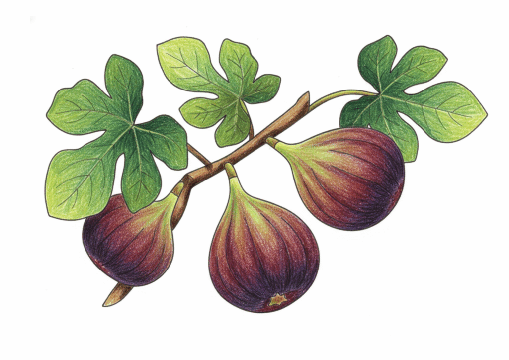 （いちじく）の無料ぬりえイラスト｜高齢者向け｜塗りやすい｜秋の果物シリーズ｜ダウンロード