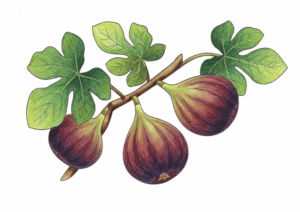 （いちじく）の無料ぬりえイラスト｜高齢者向け｜塗りやすい｜秋の果物シリーズ｜ダウンロード