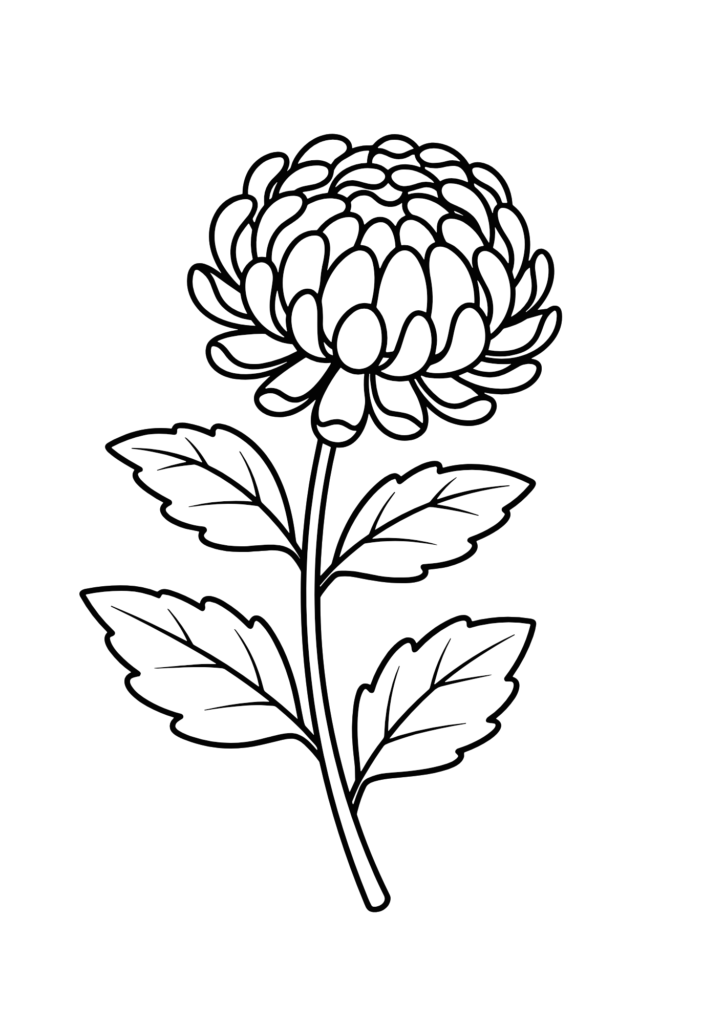 菊の花の塗り絵イラスト 白黒 無料ダウンロード 印刷用