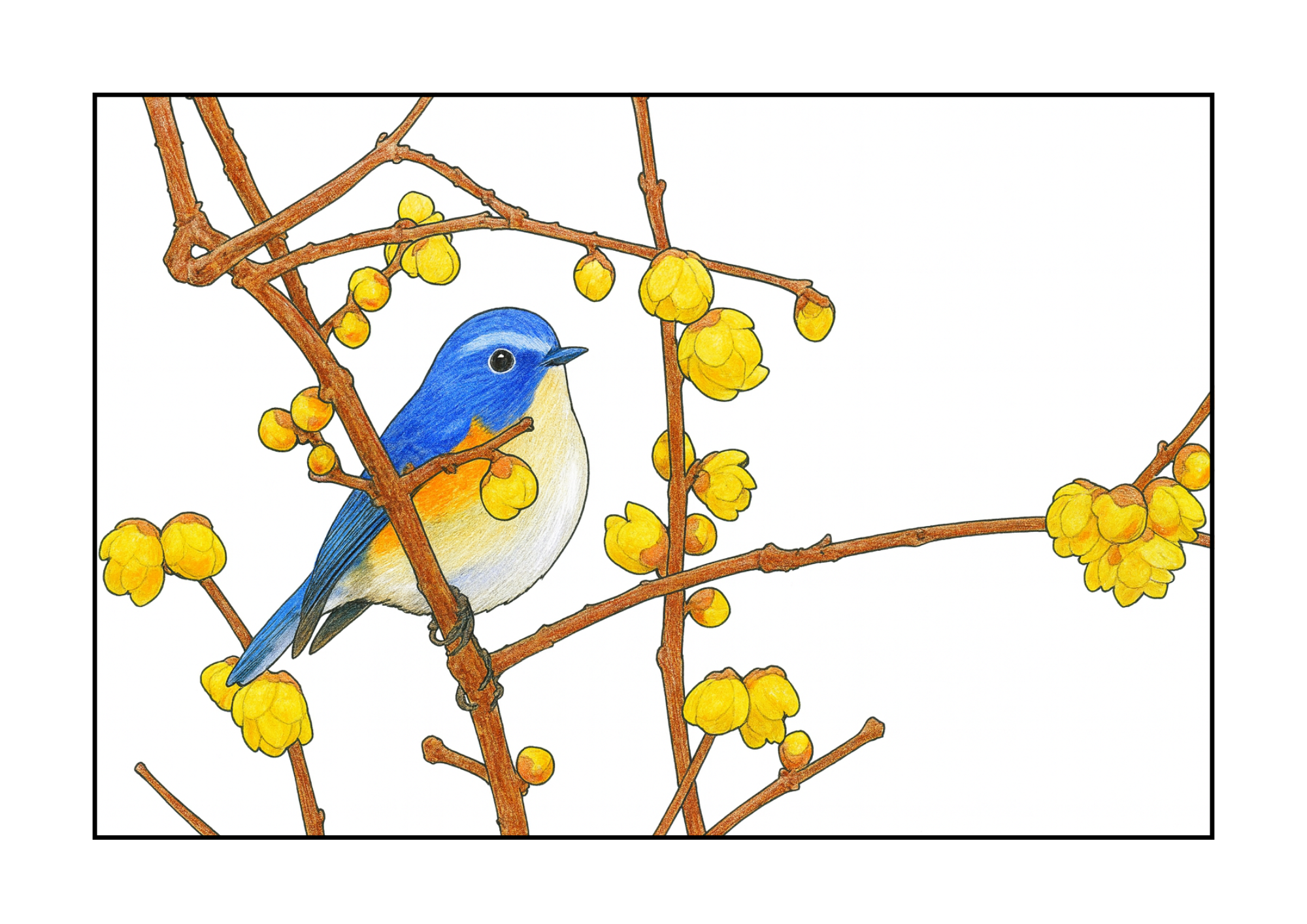 ルリビタキと蝋梅の枝の無料ぬりえイラスト｜高齢者向け｜塗りやすい｜冬の風景｜ダウンロード