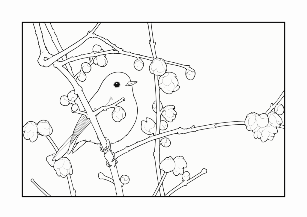 ルリビタキと蝋梅の塗り絵 白黒 無料ダウンロード 印刷用