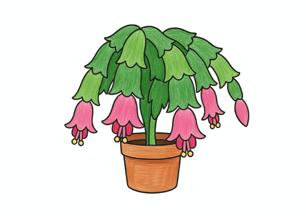 シャコバサボテンの無料ぬりえイラスト｜高齢者向け｜塗りやすい｜12月人気の冬の花｜ダウンロード