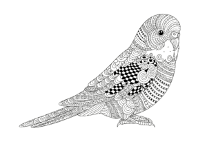 ゼンタングル風セキセイインコの無料ぬりえイラスト｜大人向け｜繊細で美しい線画｜リラックス塗り絵｜ダウンロード