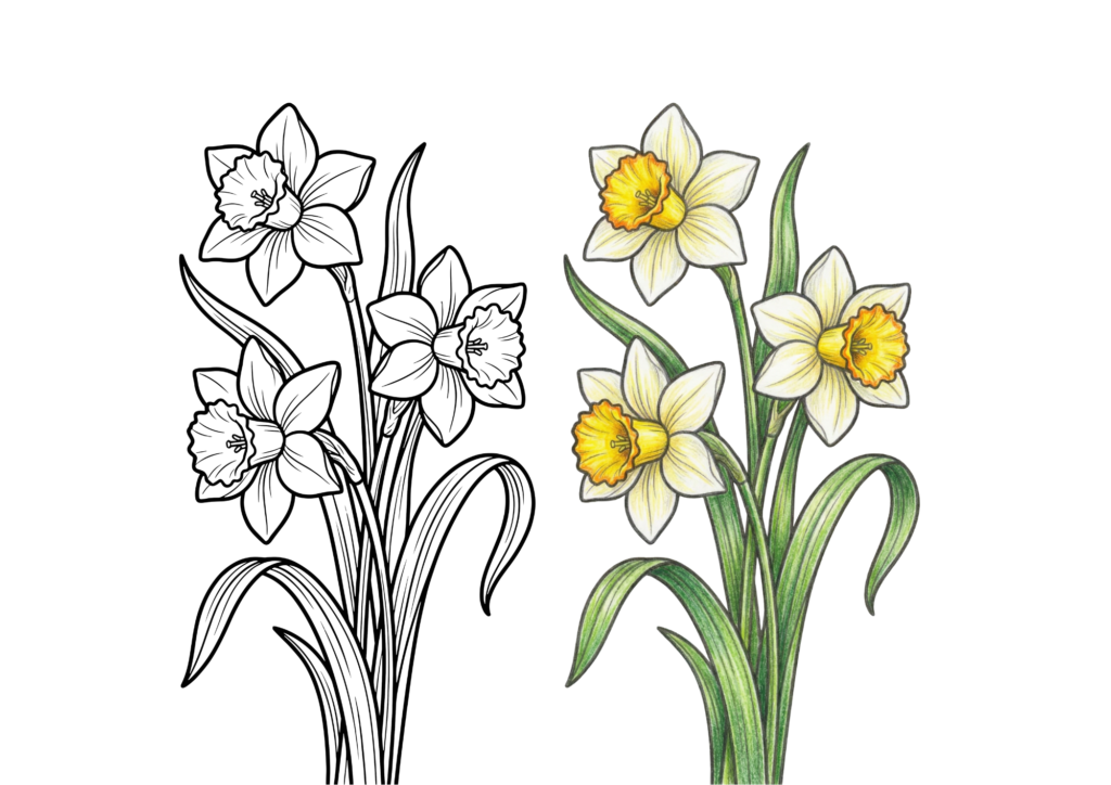 水仙のイラスト｜無料ダウンロード｜塗り絵イラスト｜フリー画像｜素材
