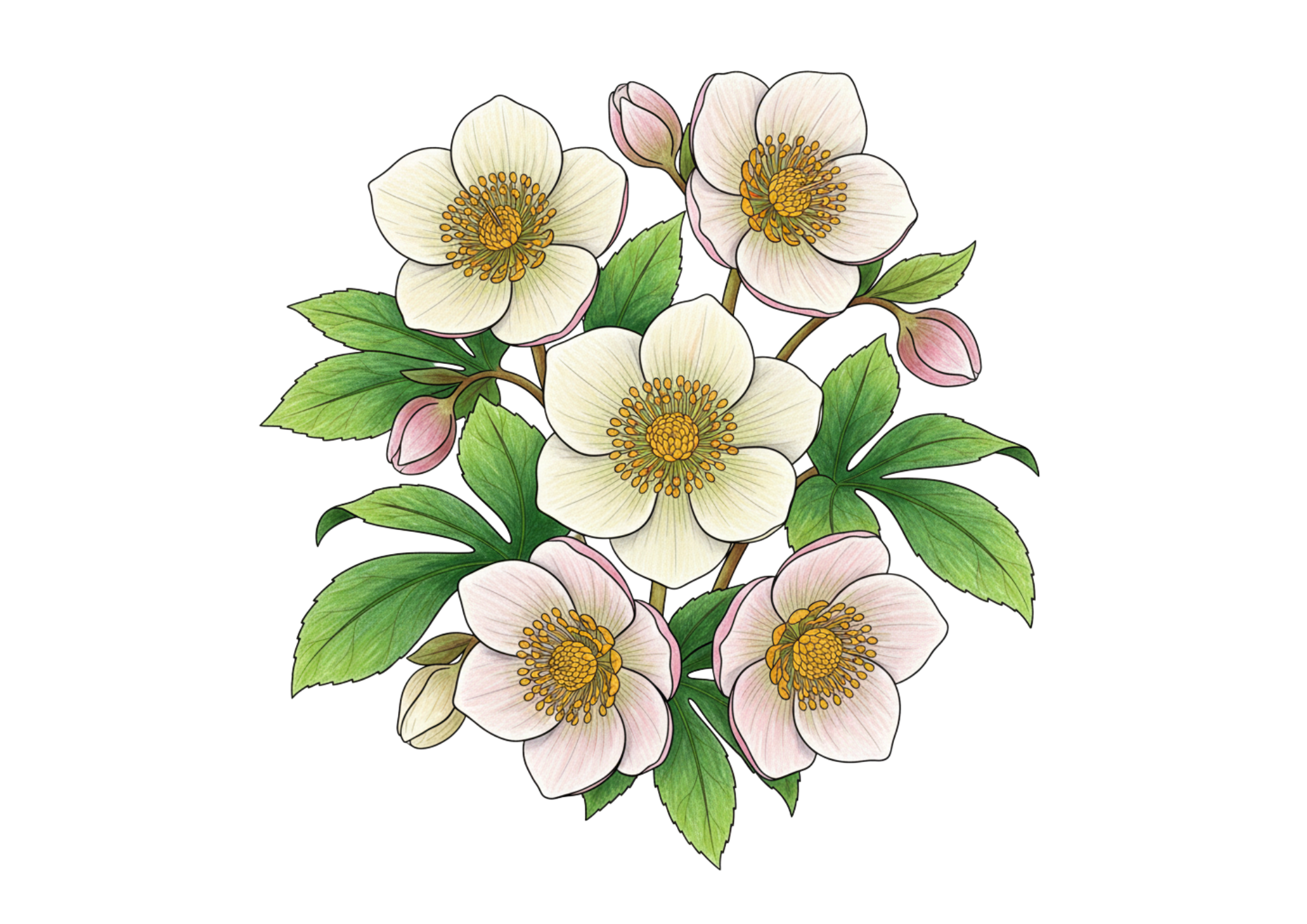 クリスマスローズのイラスト|無料ダウンロード|塗り絵イラスト|フリー画像|素材