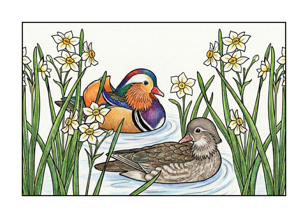 カモと水仙のイラスト｜無料ダウンロード｜塗り絵イラスト｜フリー画像｜素材
