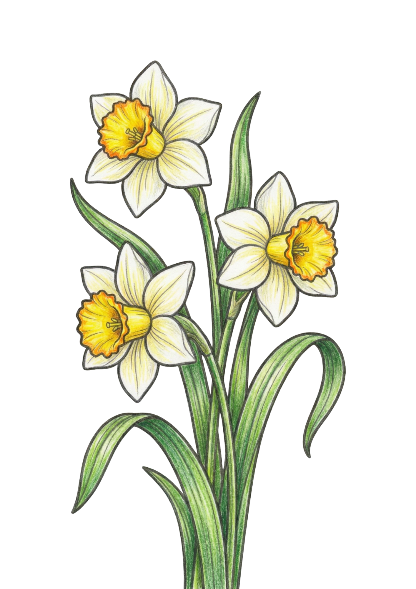 水仙のイラスト｜無料ダウンロード｜塗り絵イラスト｜フリー画像｜素材