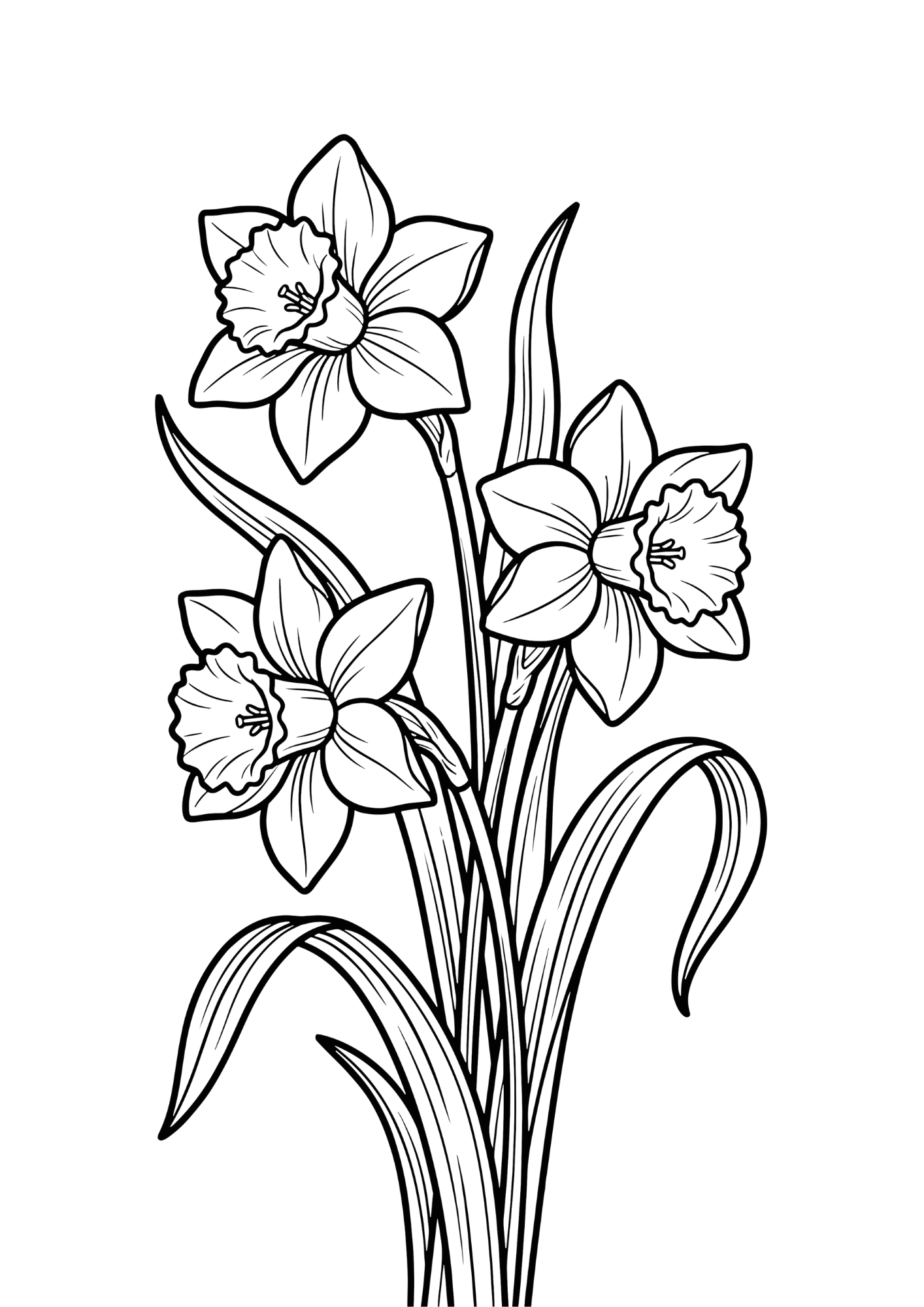 水仙の塗り絵イラスト｜白黒フリー画像｜無料素材｜高齢者向け