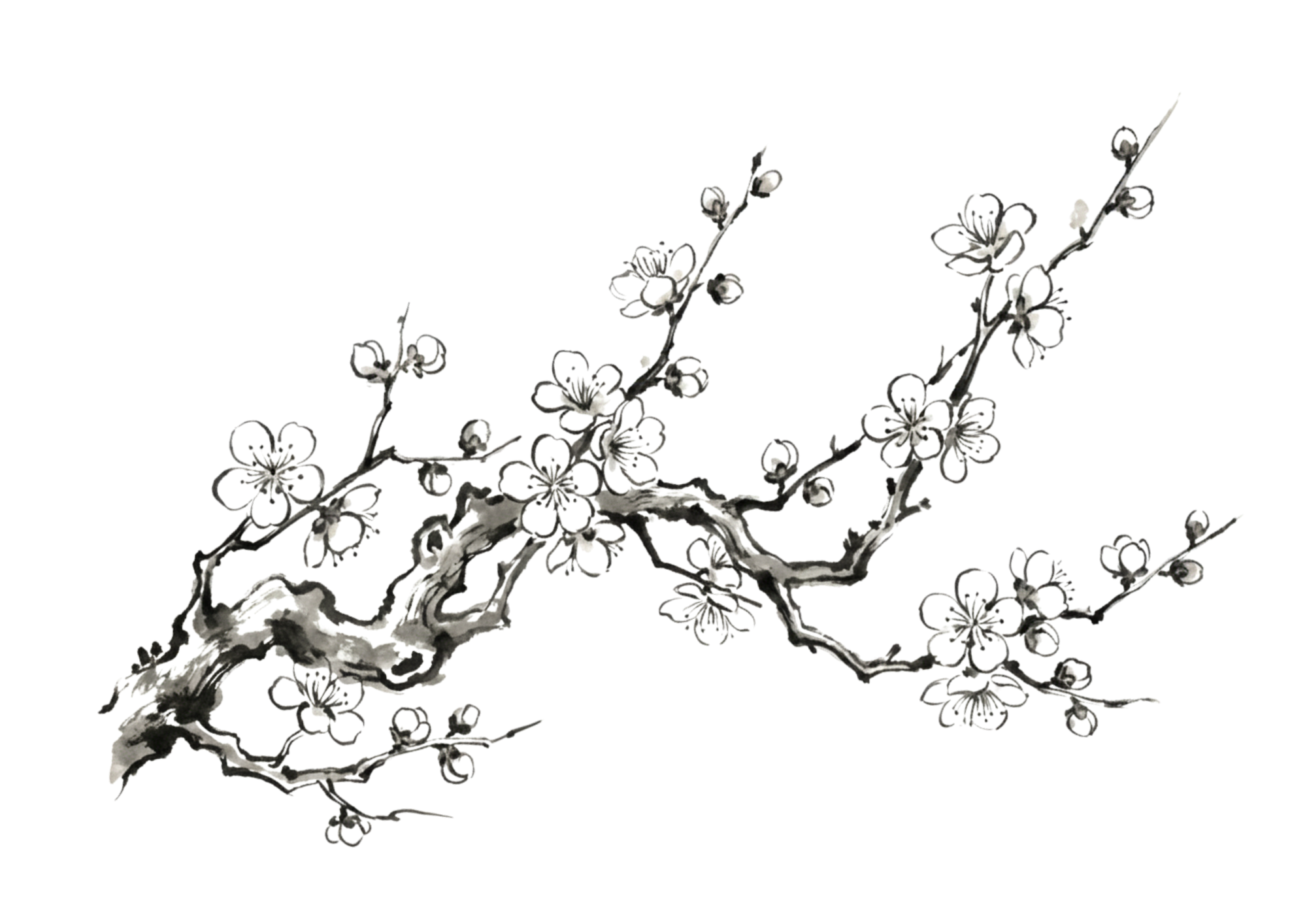 梅の花の塗り絵イラスト｜白黒フリー画像｜無料素材｜高齢者向け