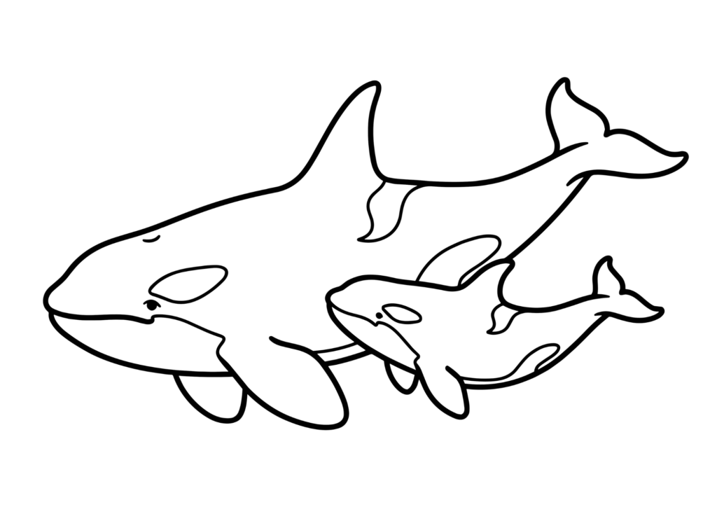 シャチのぬりえイラスト|白黒|高齢者向け・下絵にも使えるリアルな線画素材