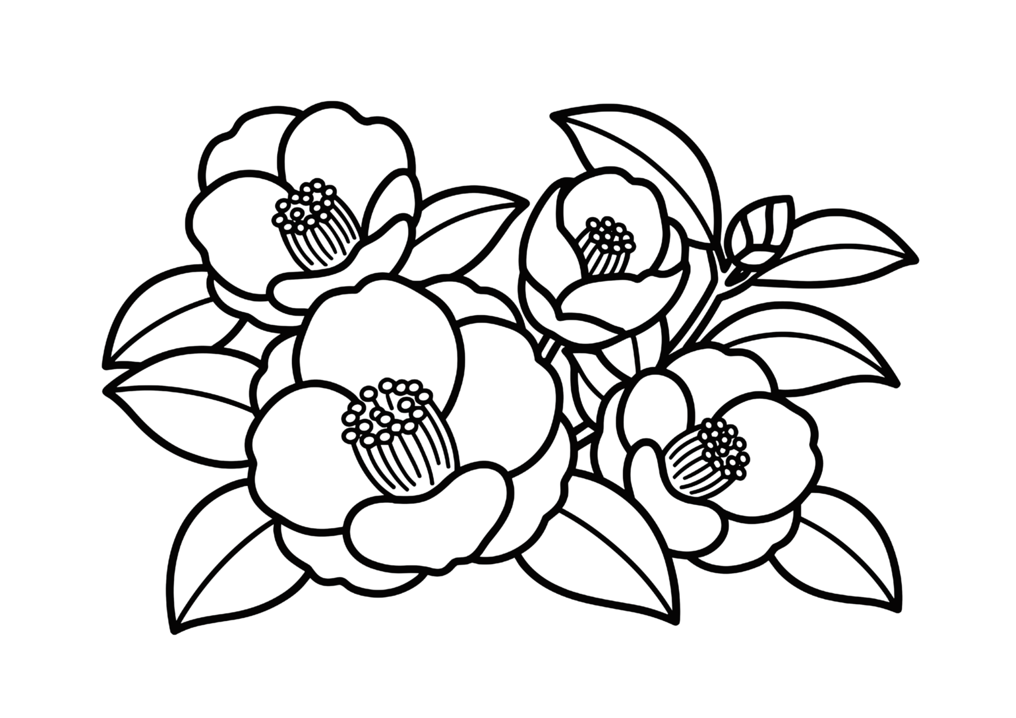 椿の塗り絵イラスト｜無料ダウンロードできる高齢者向け白黒フリー画像素材