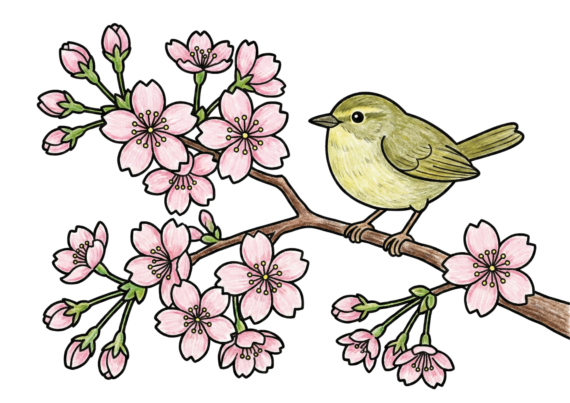 桜とウグイスの無料塗り絵イラスト｜春の花と小鳥｜フリー画像素材ダウンロード