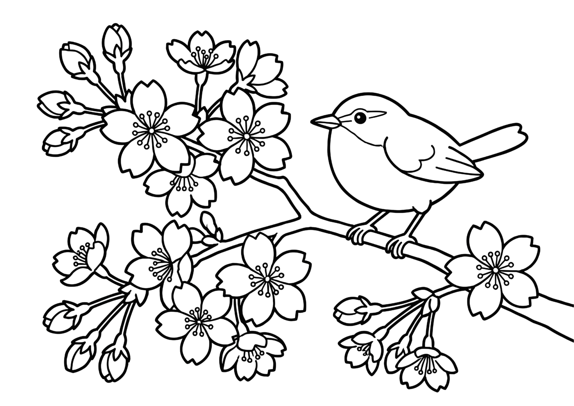 桜とウグイスの塗り絵イラスト｜白黒フリー画像｜無料素材｜高齢者向け