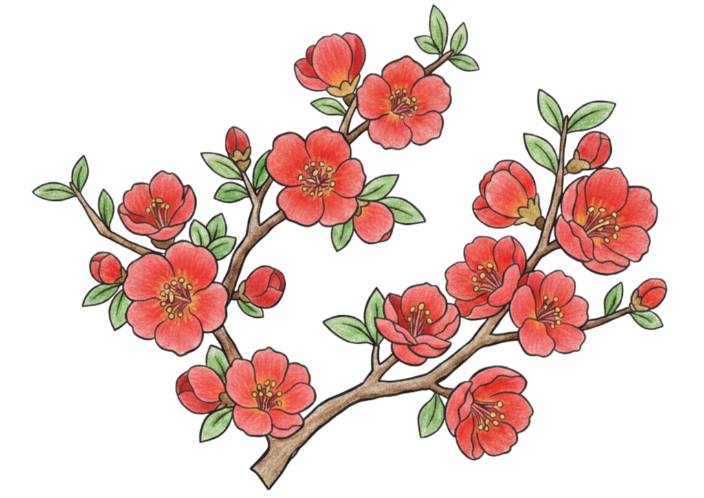 ボケの花の塗り絵イラスト無料ダウンロード用フリー画像素材