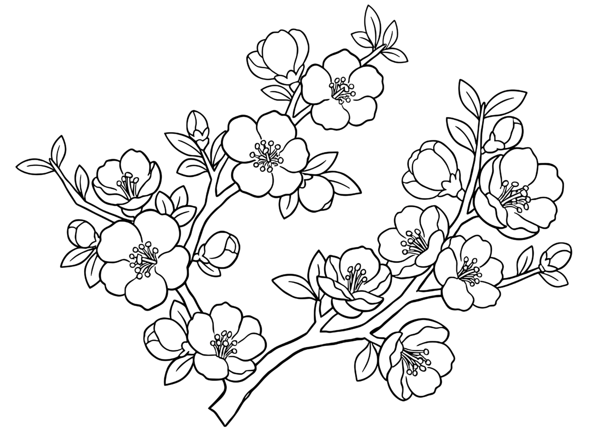 ボケの花の塗り絵画像無料ダウンロード白黒イラストフリー画像素材（白背景・黒線・太線）