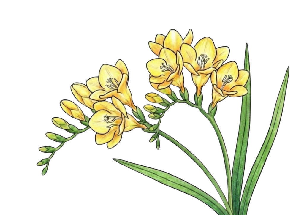 フリージアの塗り絵画像｜無料ダウンロードできる高齢者向け春の塗り絵イラスト白黒フリー画像素材