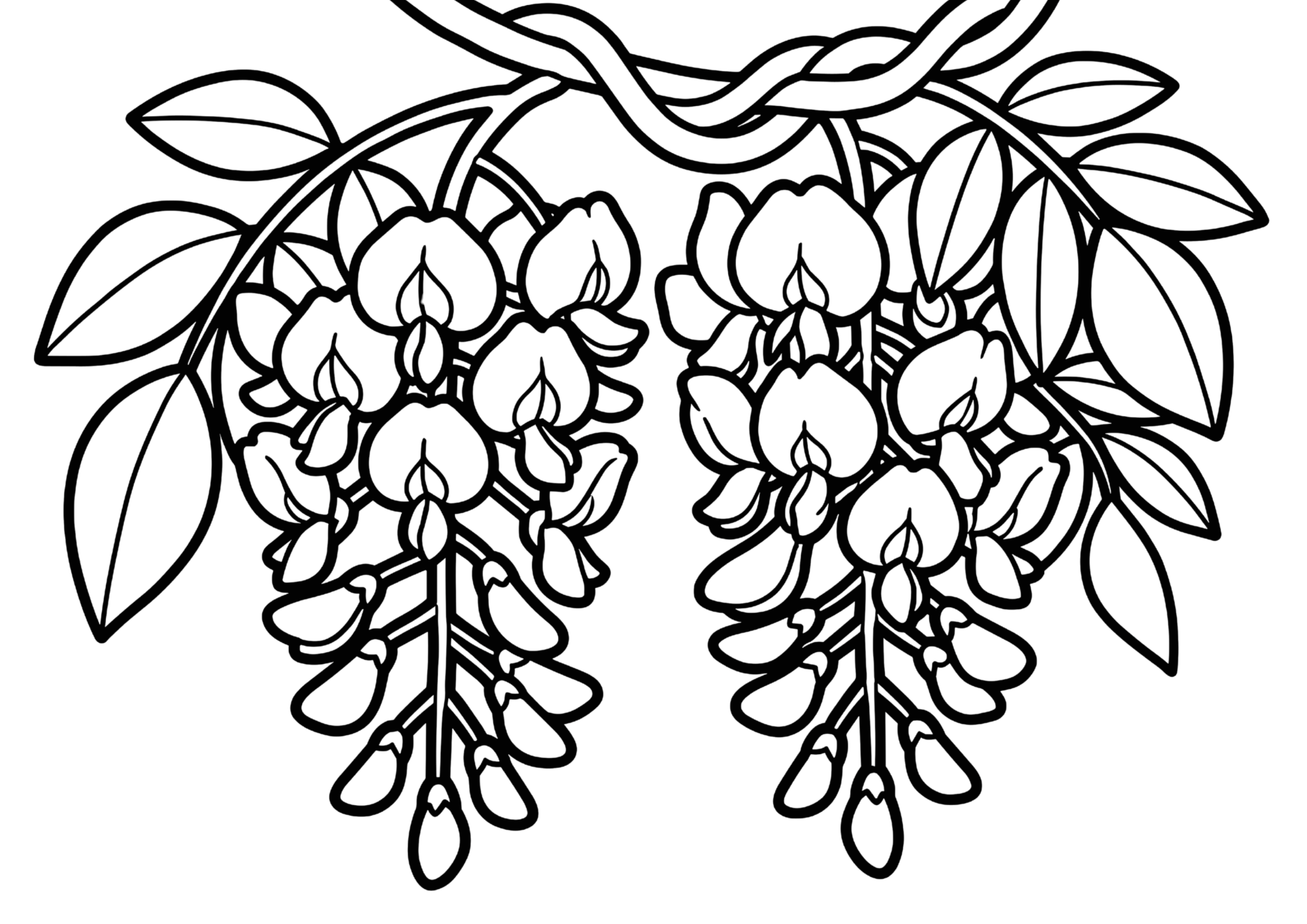 藤の花の塗り絵画像無料ダウンロード白黒イラストフリー画像素材（白背景・黒線・太線）