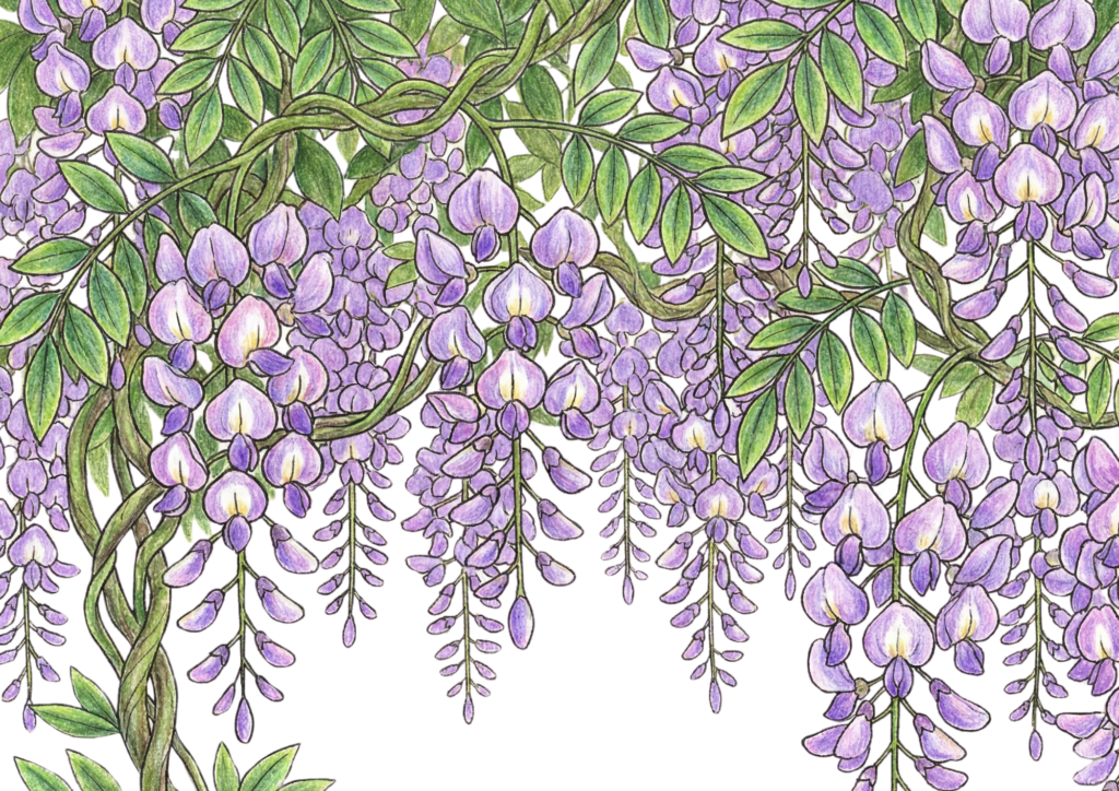 藤の花が広がる塗り絵イラスト無料ダウンロード用フリー画像素材