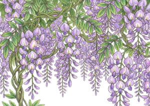 藤の花が広がる塗り絵イラスト無料ダウンロード用フリー画像素材