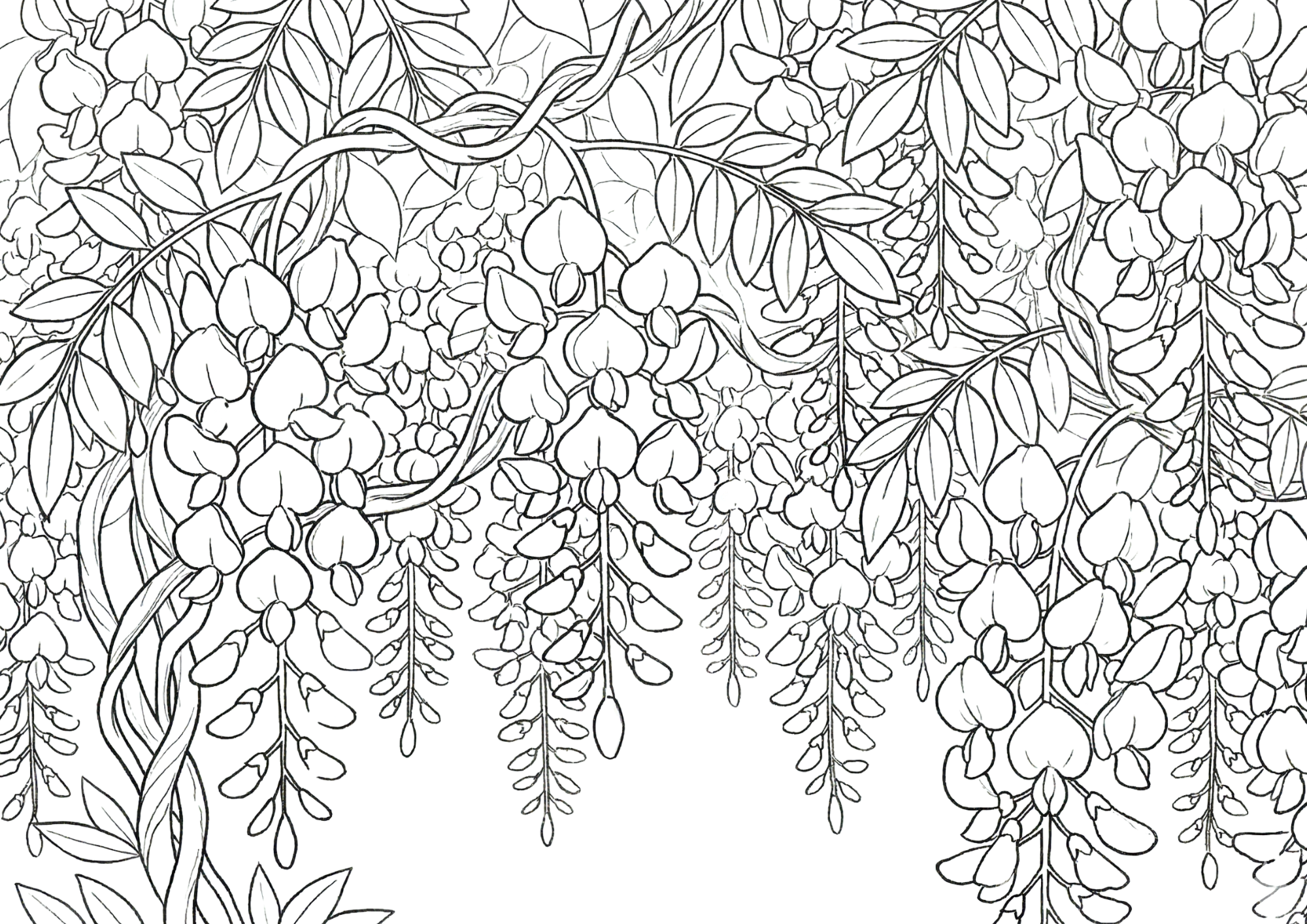 藤の花の塗り絵画像無料ダウンロード白黒イラストフリー画像素材（白背景・黒線・太線）