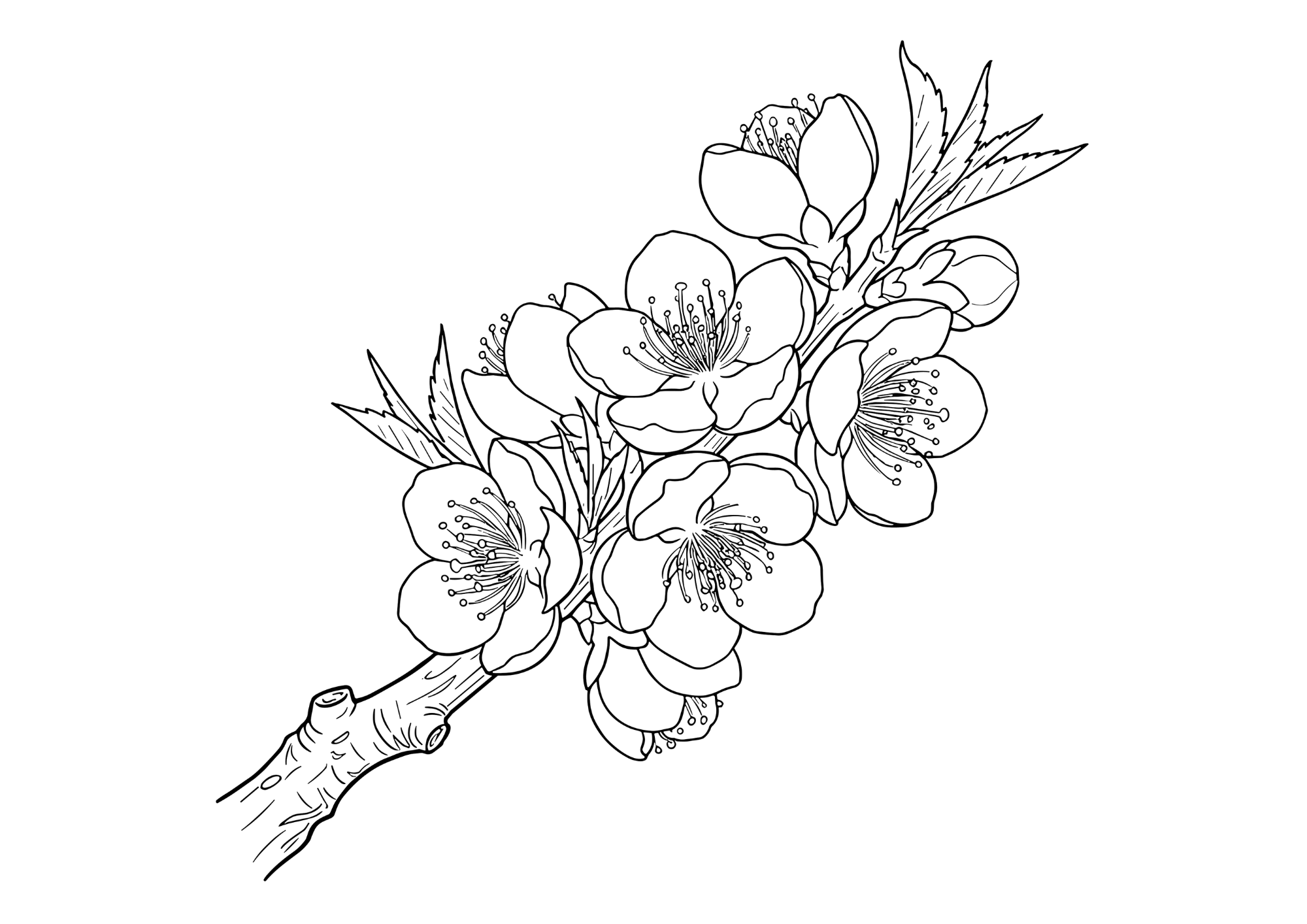ハナモモの塗り絵画像無料ダウンロード白黒イラストフリー画像素材（太線・シンプル構図）