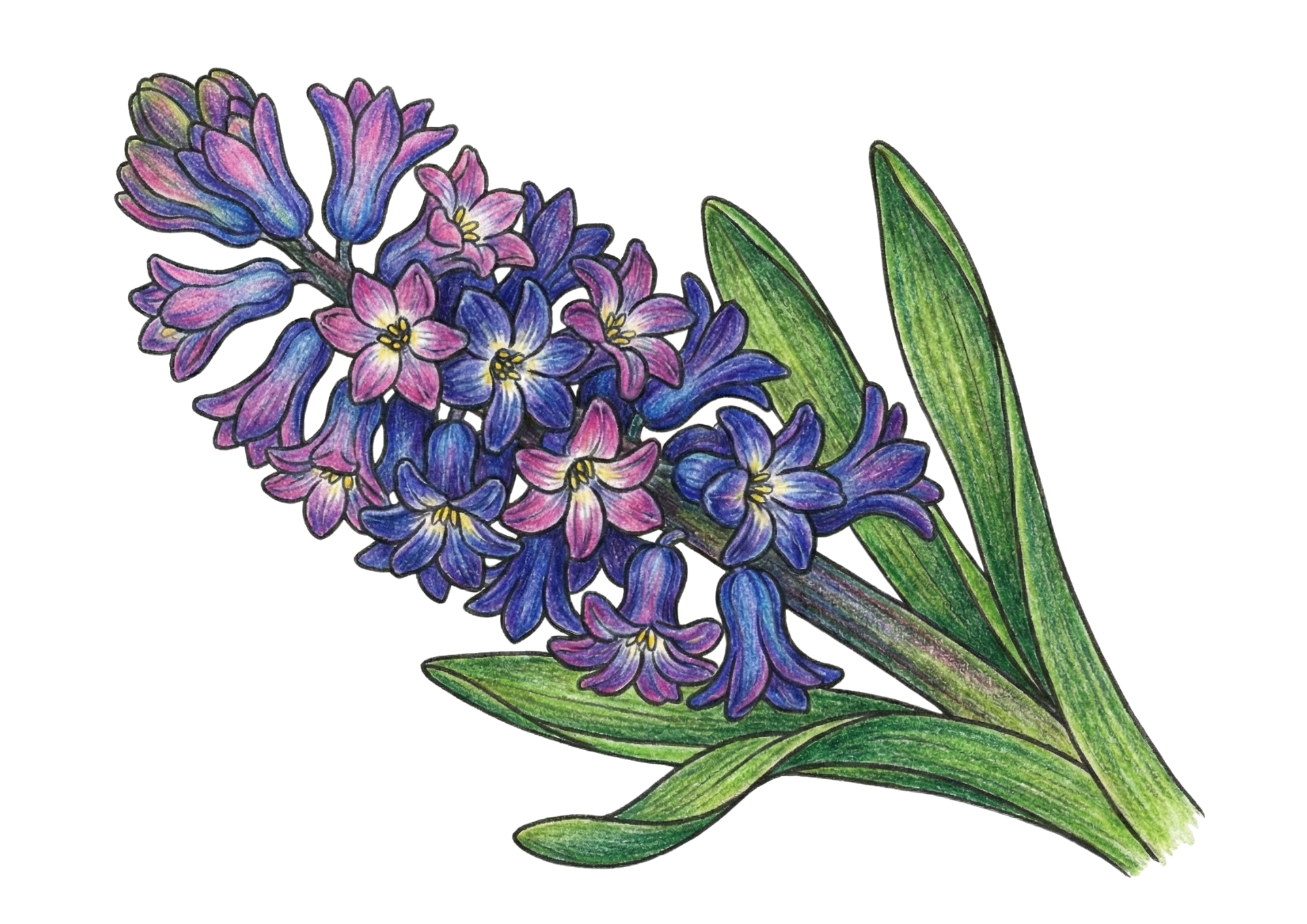 ヒヤシンスの塗り絵画像｜無料ダウンロードできる高齢者向け春の塗り絵イラスト白黒フリー画像素材