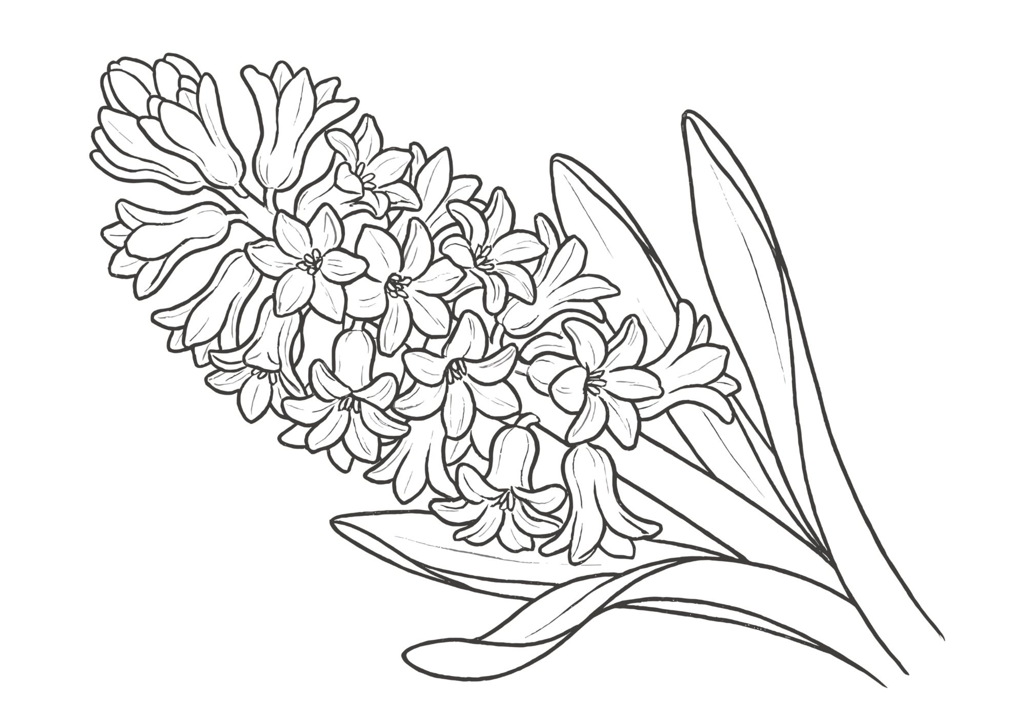 ヒヤシンスの塗り絵画像｜無料ダウンロードできる高齢者向け白黒塗り絵イラストフリー素材