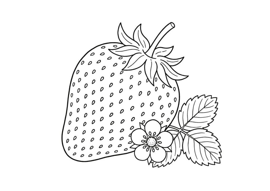 いちごの塗り絵イラストの塗り絵 白黒 無料ダウンロード 印刷用