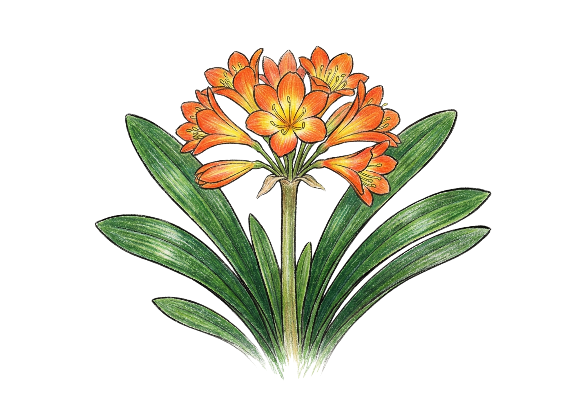 君子蘭（クンシラン）の塗り絵イラスト無料ダウンロード用見本画像・フリー画像素材