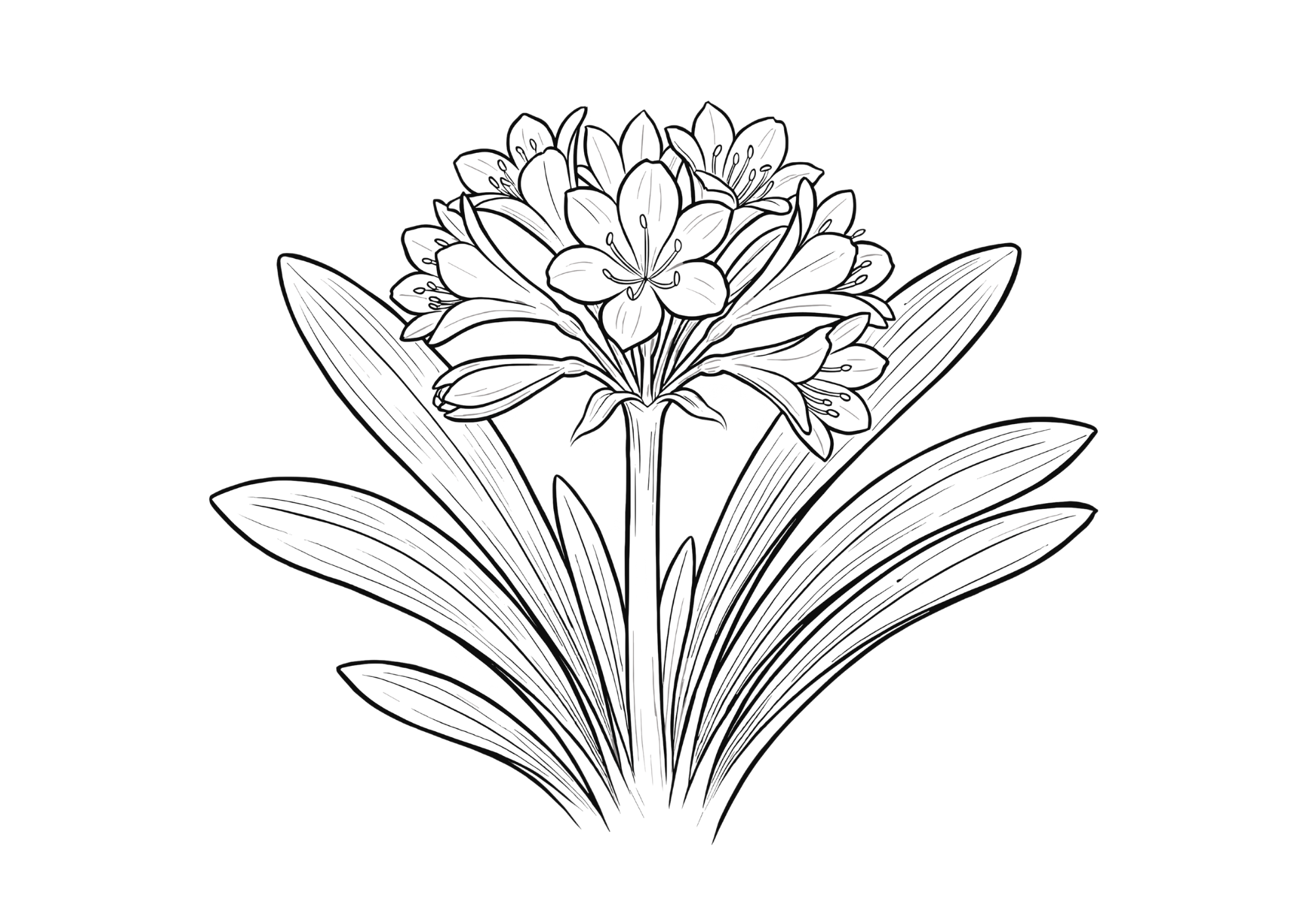 君子蘭の塗り絵白黒イラスト無料ダウンロード用画像・フリー画像素材（太線・シンプル構図）