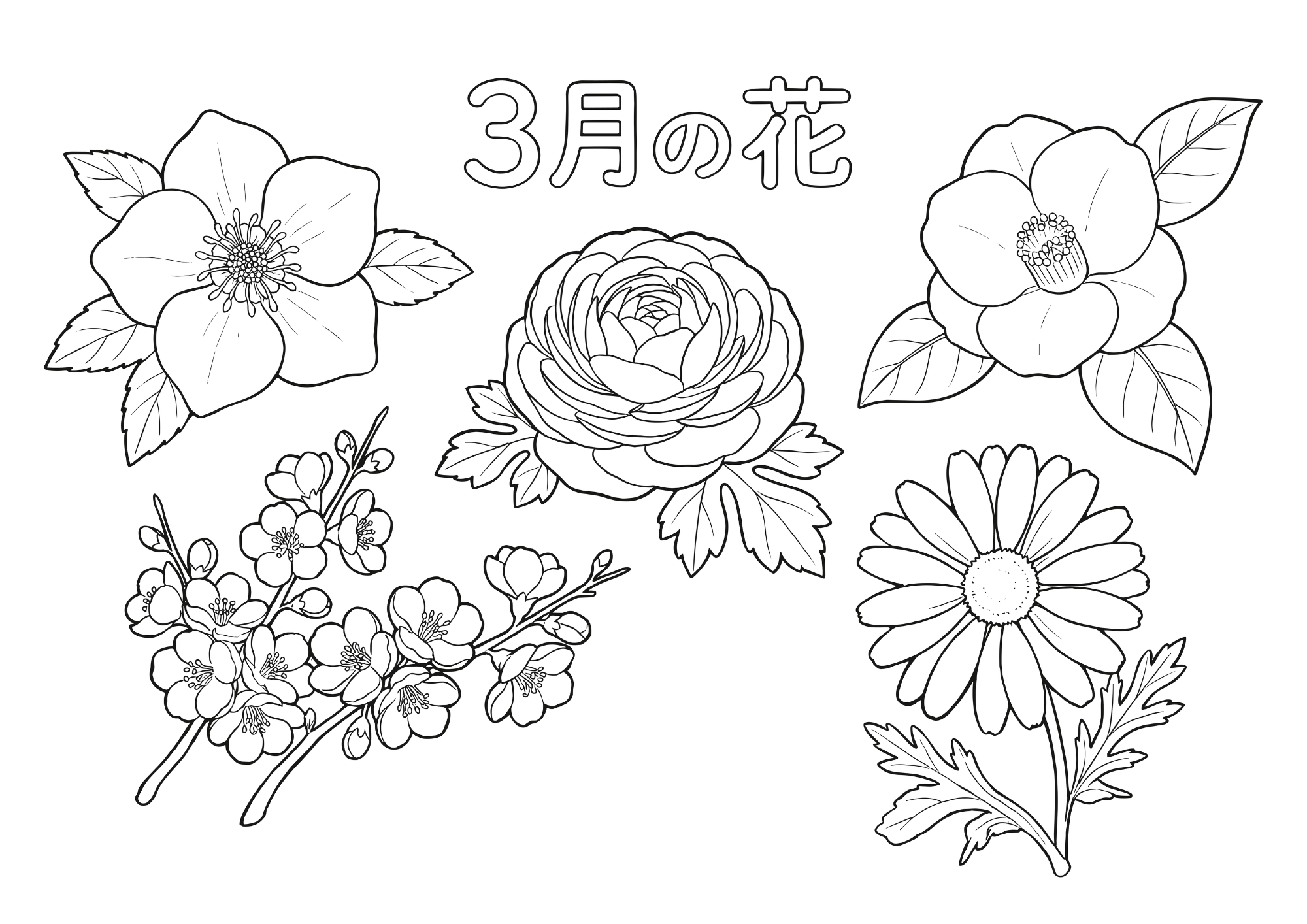3月の花塗り絵白黒イラスト無料ダウンロード用画像・フリー画像素材（太線・シンプル構図）