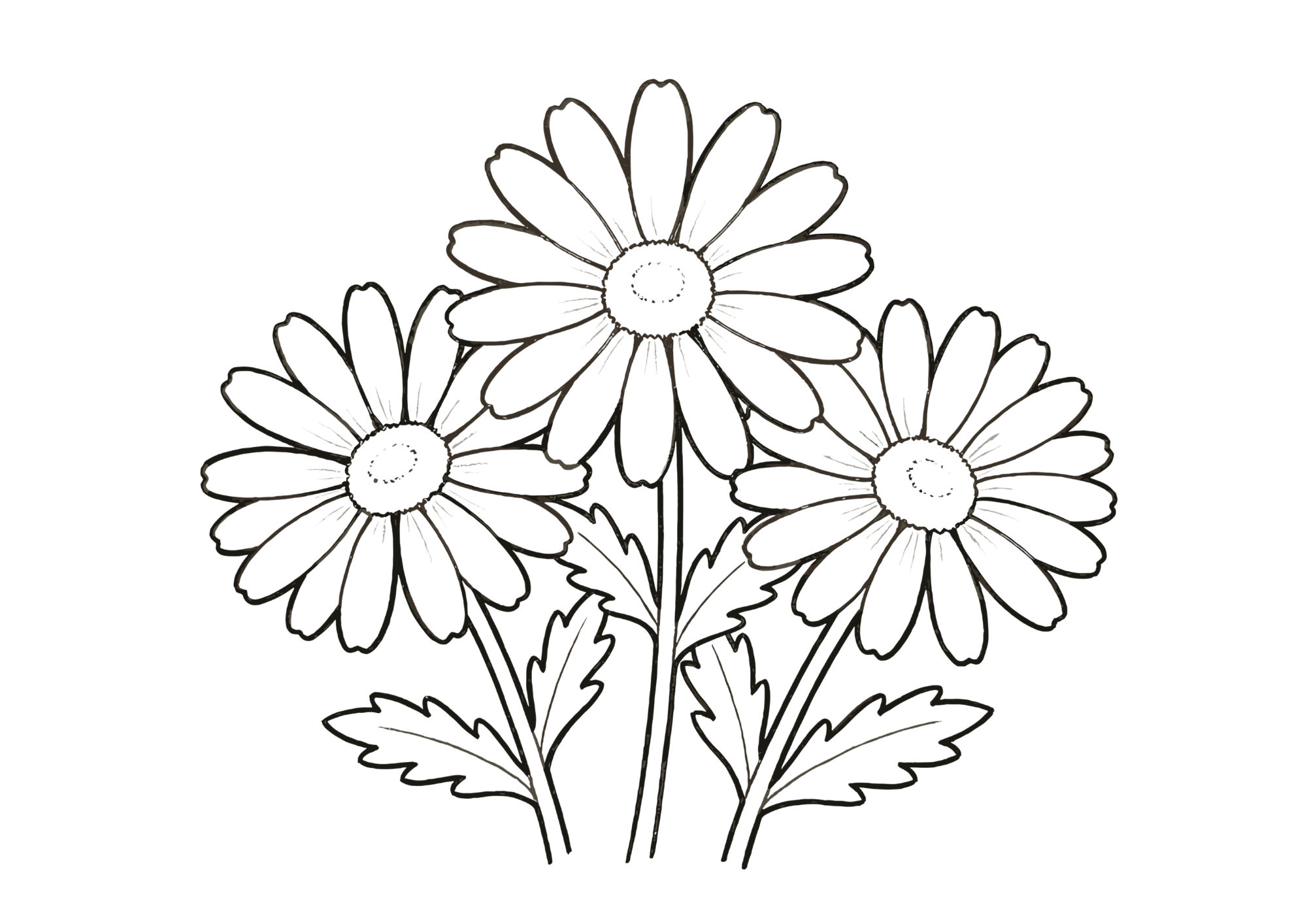マーガレットの花の塗り絵画像無料ダウンロード白黒イラストフリー画像素材（白背景・黒線・太線）