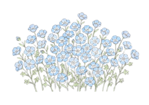ネモフィラの花の塗り絵