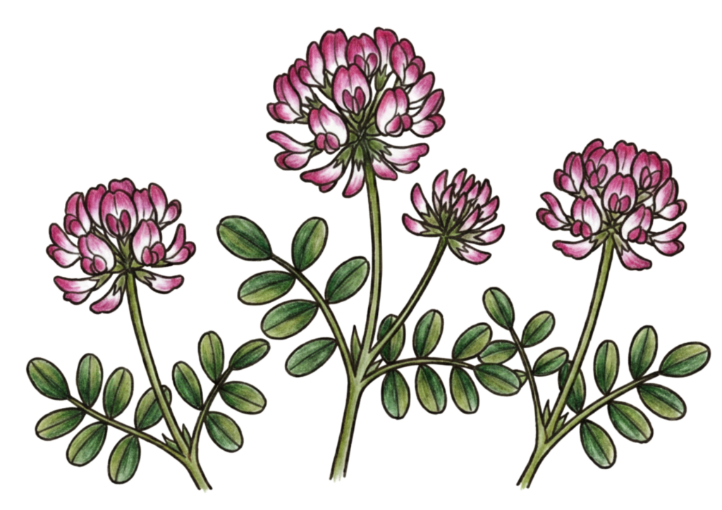 レンゲの花の塗り絵イラスト無料ダウンロードフリー画像素材