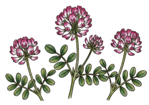 レンゲの花の塗り絵イラスト無料ダウンロードフリー画像素材