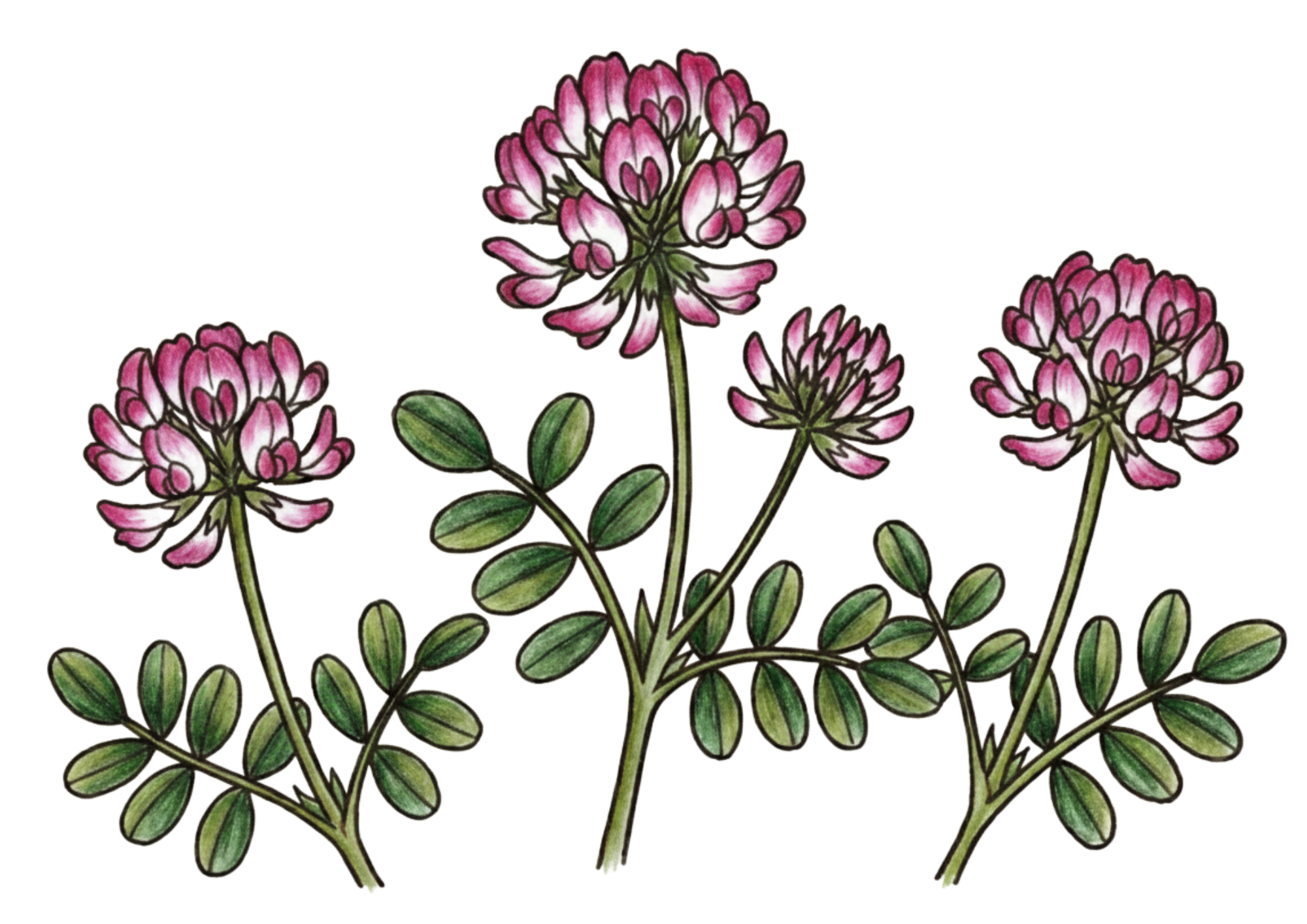 レンゲの花の塗り絵イラスト無料ダウンロードフリー画像素材