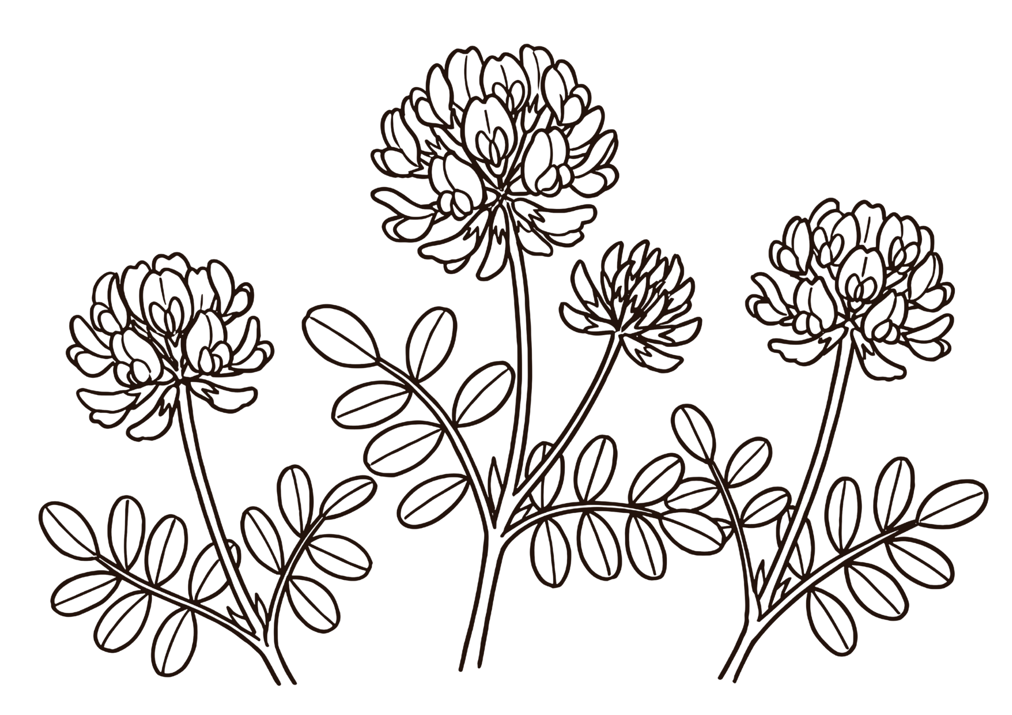 レンゲの花の塗り絵白黒イラスト無料ダウンロードフリー画像素材（太線）