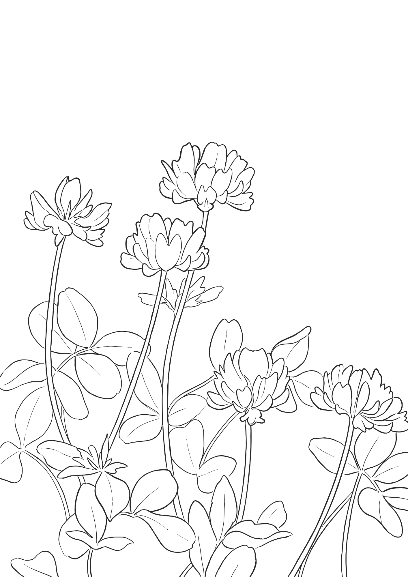 れんげ草の塗り絵白黒イラスト無料ダウンロードフリー画像素材（太線）