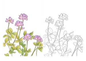 れんげ草の塗り絵イラスト無料ダウンロードフリー画像素材