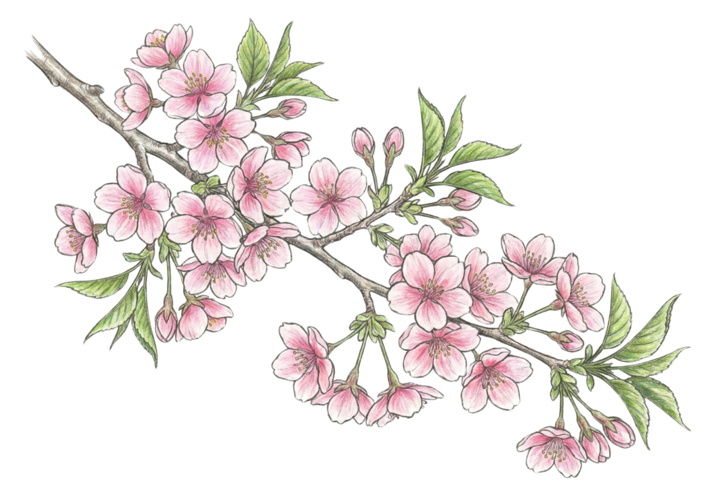 サクラ（桜）の塗り絵画像｜無料ダウンロードできる高齢者向け春の塗り絵イラスト白黒フリー画像素材