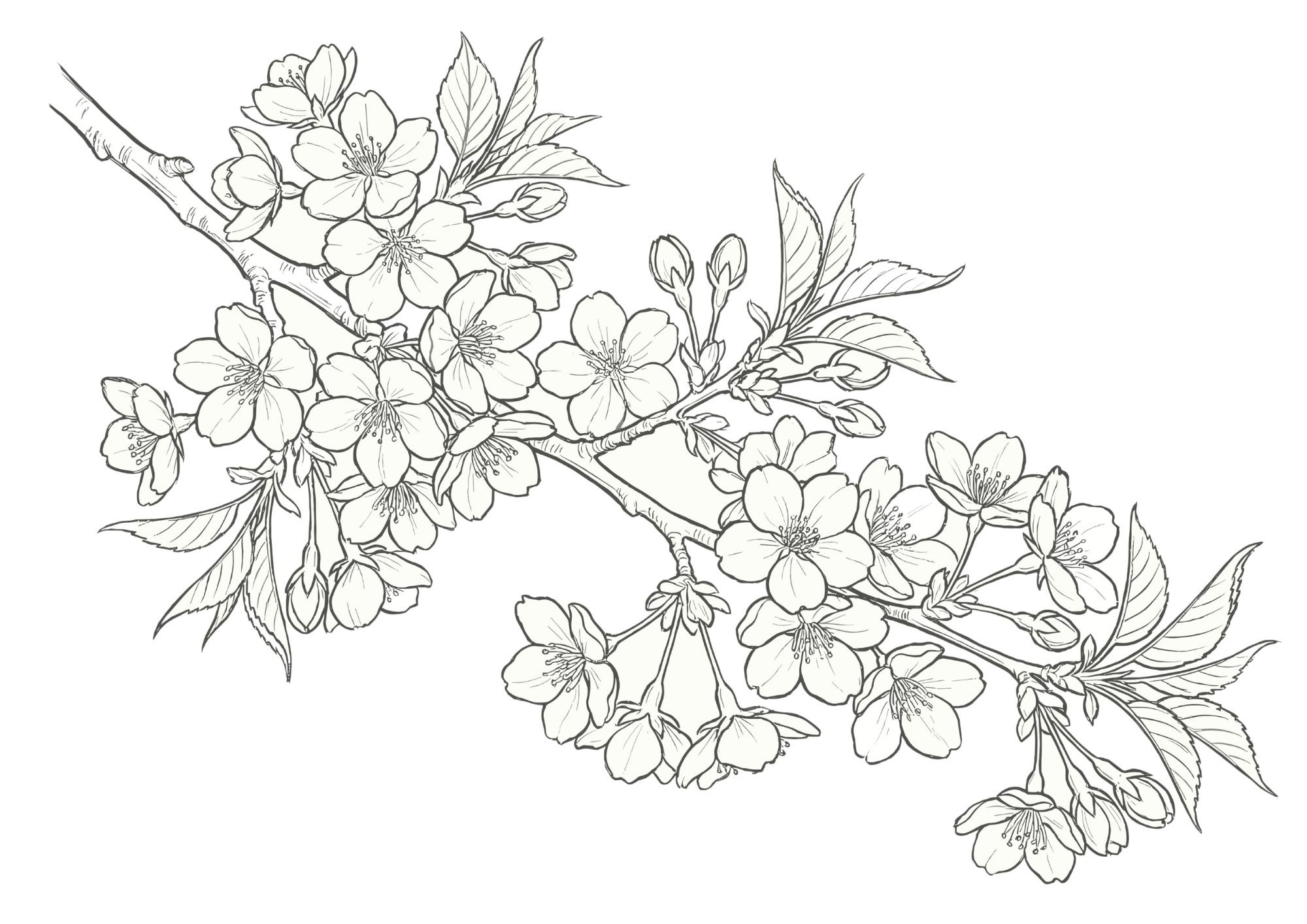 サクラ（桜）の塗り絵画像｜無料ダウンロードできる高齢者向け白黒塗り絵イラストフリー素材