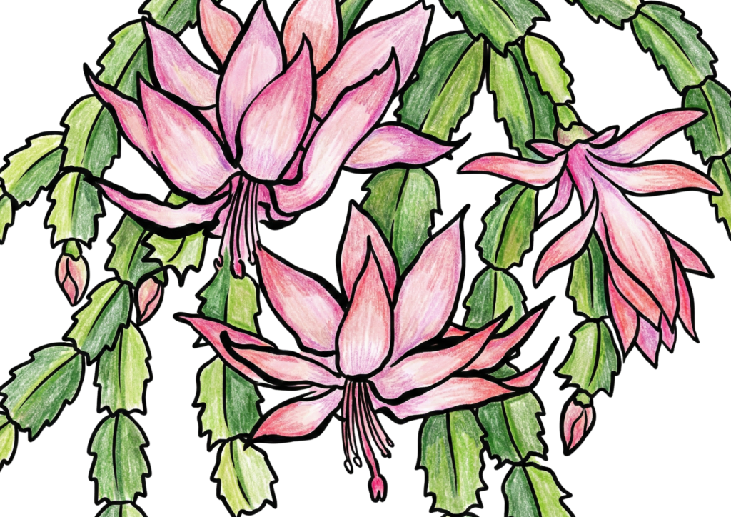 シャコバサボテンの無料ダウンロード塗り絵イラストフリー画像素材