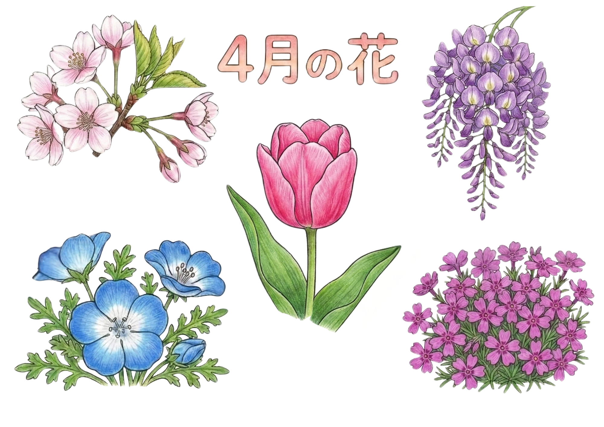 4月の花の塗り絵イラスト 桜 チューリップ 藤 ネモフィラ 芝桜 無料ダウンロード フリー画像素材