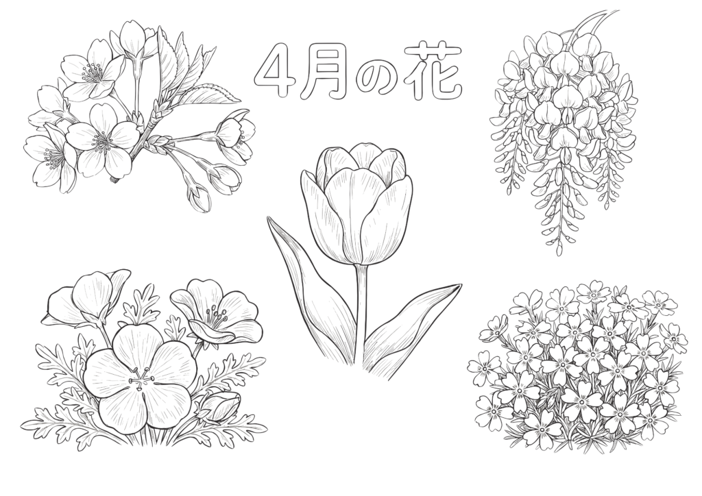4月の花の塗り絵 白黒イラスト 桜 チューリップ 藤 ネモフィラ 芝桜 無料ダウンロード 塗り絵 フリー画像素材