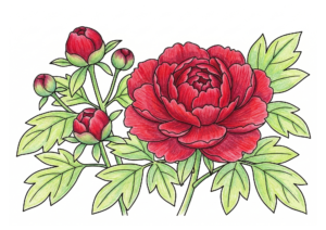 牡丹の塗り絵イラスト カラー見本 赤い牡丹と蕾