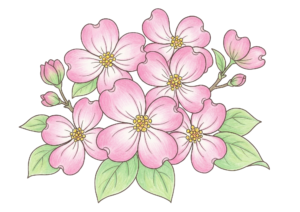 ハナミズキの塗り絵イラスト 春の花 無料ダウンロード フリー画像素材 高齢者向け