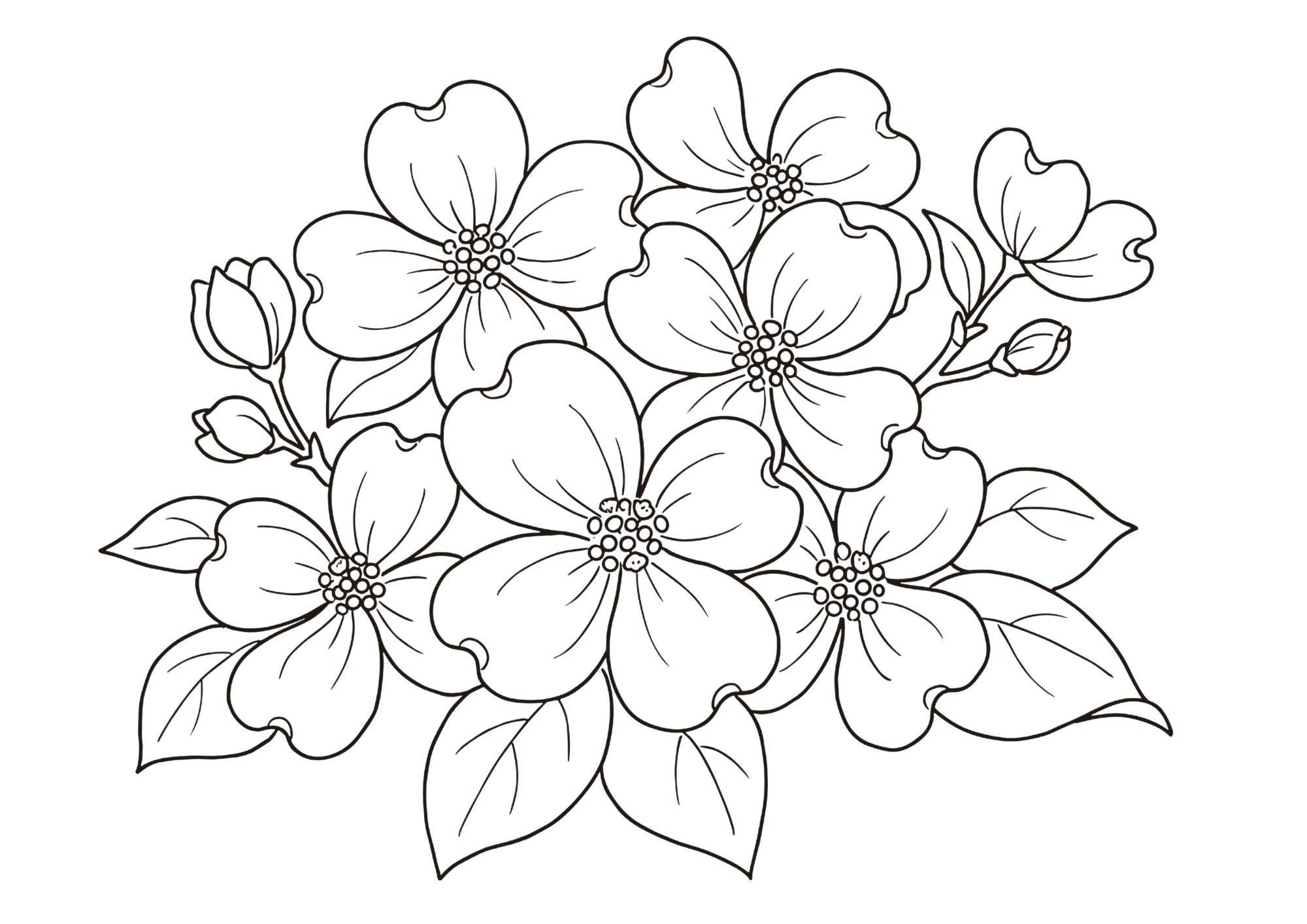 ハナミズキの塗り絵 白黒イラスト 無料ダウンロード 塗り絵 フリー画像素材